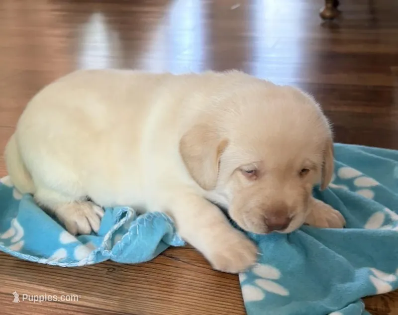 Bear, a male Labrador Retriever for sale in Atwood, IL – Photo 1 of 10