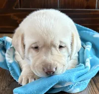 Bear, a male Labrador Retriever for sale in Atwood, IL – Photo 5 of 10