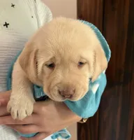Bear, a male Labrador Retriever for sale in Atwood, IL – Photo 2 of 10