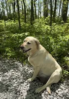 Bear, a male Labrador Retriever for sale in Atwood, IL – Photo 9 of 10