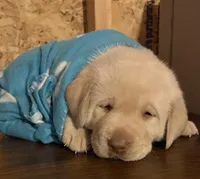 Bear, a male Labrador Retriever for sale in Atwood, IL – Photo 4 of 10