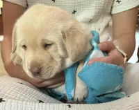 Bear, a male Labrador Retriever for sale in Atwood, IL – Photo 3 of 10