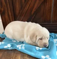 Bear, a male Labrador Retriever for sale in Atwood, IL – Photo 7 of 10