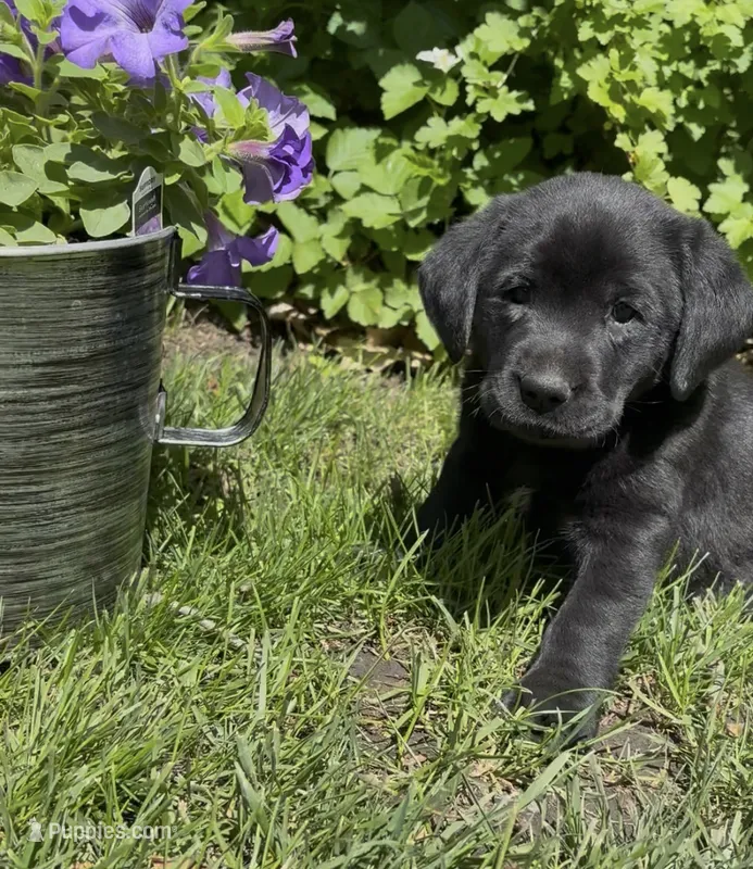 Betsy – Labrador Retriever puppy for sale in Atwood, IL