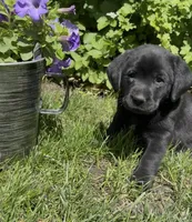 Betsy, a female Labrador Retriever for sale in Atwood, IL – 1 of 5