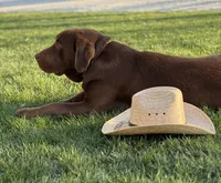 Chloe, a female Labrador Retriever for sale in Atwood, IL – 6 of 6