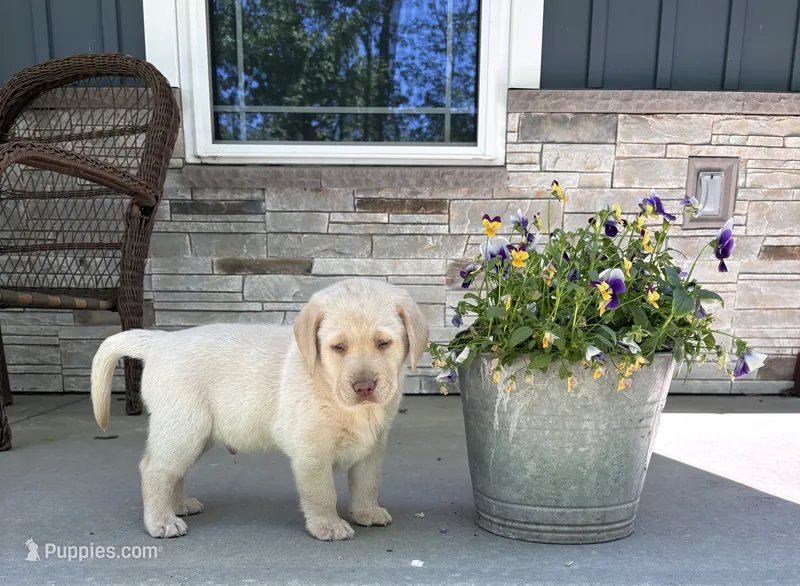 Bear – Labrador Retriever puppy for sale in Atwood, IL