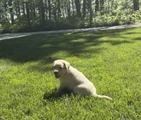 Prince, a male Labrador Retriever for sale in Atwood, IL – 3 of 8