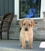 Honey, a female Labrador Retriever for sale in Atwood, IL – 1 of 9