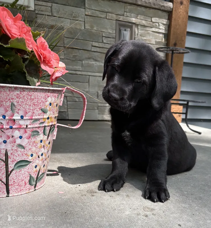 Betsy – Labrador Retriever puppy for sale in Atwood, IL