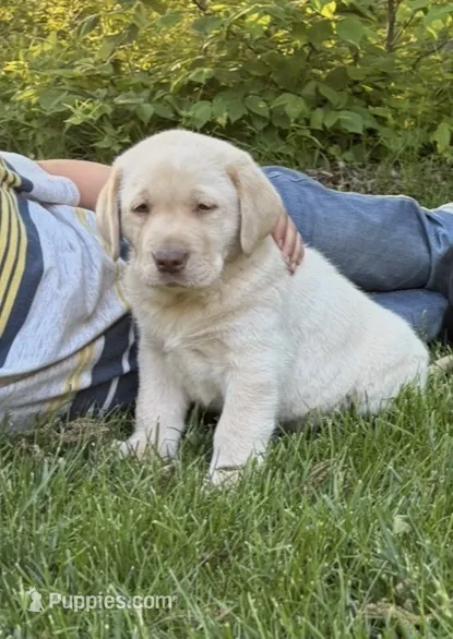 Bear – Labrador Retriever puppy for sale in Atwood, IL