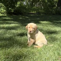 Sadie, a female Labrador Retriever for sale in Atwood, IL – 2 of 7