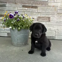 Blackjack, a male Labrador Retriever for sale in Atwood, IL – 4 of 10