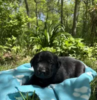 Blackjack, a male Labrador Retriever for sale in Atwood, IL – Photo 4 of 8