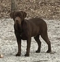 Blackjack, a male Labrador Retriever for sale in Atwood, IL – Photo 7 of 8