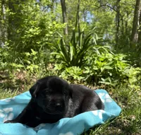 Blackjack, a male Labrador Retriever for sale in Atwood, IL – Photo 2 of 8