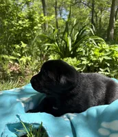 Blackjack, a male Labrador Retriever for sale in Atwood, IL – Photo 5 of 8