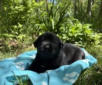 Blackjack, a male Labrador Retriever for sale in Atwood, IL – Photo 3 of 8