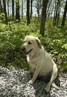 Blackjack, a male Labrador Retriever for sale in Atwood, IL – Photo 8 of 8