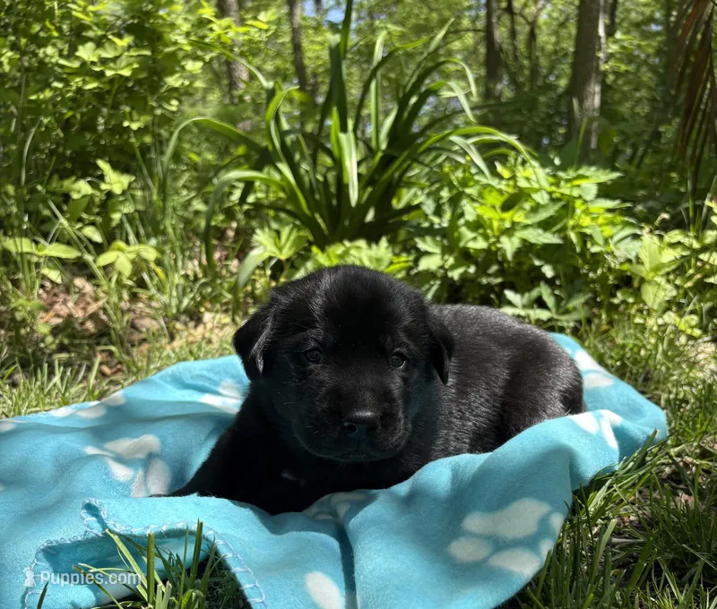 Blackjack – Labrador Retriever puppy for sale in Atwood, IL
