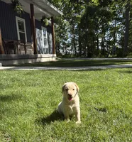 Prince, a male Labrador Retriever for sale in Atwood, IL – 2 of 8