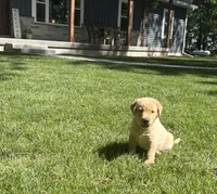 Chloe, a female Labrador Retriever for sale in Atwood, IL – 2 of 6