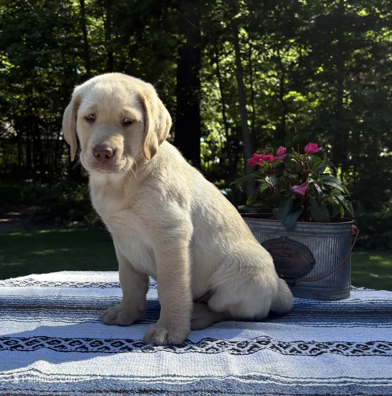 Bear – Labrador Retriever puppy for sale in Atwood, IL