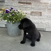 Blackjack, a male Labrador Retriever for sale in Atwood, IL – 2 of 10