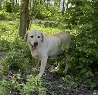 Sadie, a female Labrador Retriever for sale in Atwood, IL – 5 of 7