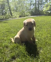Chloe, a female Labrador Retriever for sale in Atwood, IL – 3 of 6