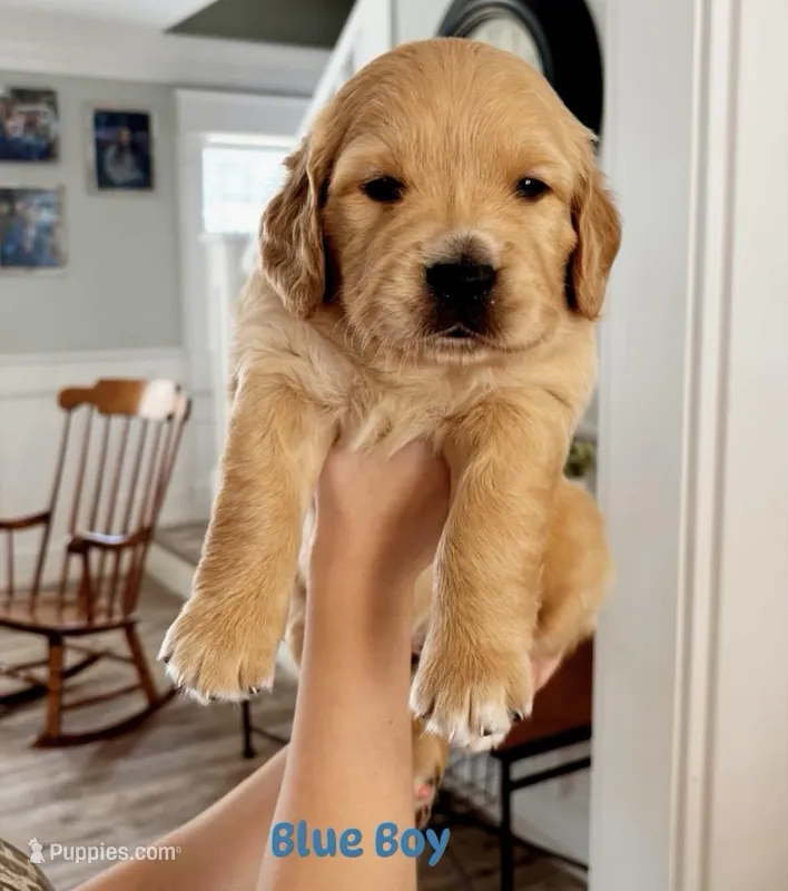 Blue Boy – Golden Retriever puppy for sale in Camp Verde, AZ