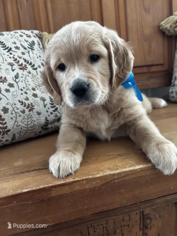 Blue Boy – Golden Retriever puppy for sale in Camp Verde, AZ