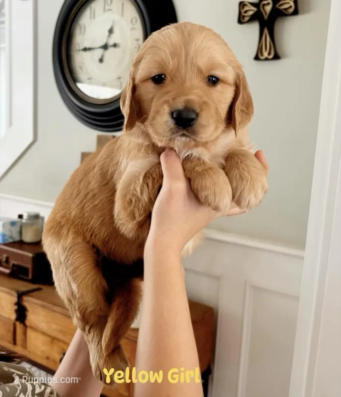 Yellow Girl , a female Golden Retriever for sale in Camp Verde, AZ – Photo 1 of 1