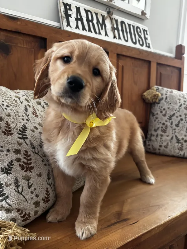 Yellow Girl  – Golden Retriever puppy for sale in Camp Verde, AZ