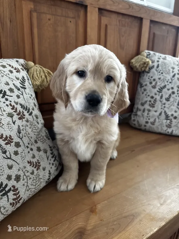 Purple Girl  – Golden Retriever puppy on hold in Camp Verde, AZ