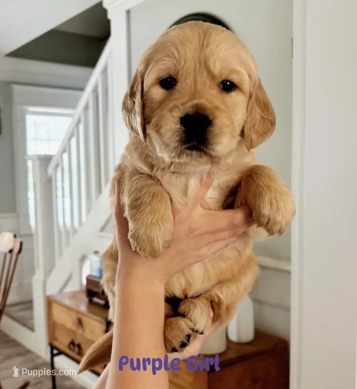 Purple Girl  – Golden Retriever puppy for sale in Camp Verde, AZ