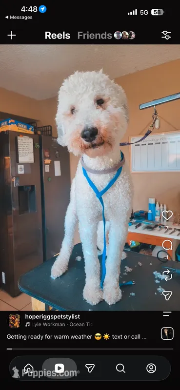 Leo – Poodle - Standard  puppy for sale in Belleview, FL