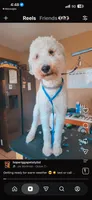 Leo, a male Poodle - Standard  for sale in Belleview, FL – 1 of 2