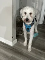 Leo, a male Poodle - Standard  for sale in Belleview, FL – 2 of 2