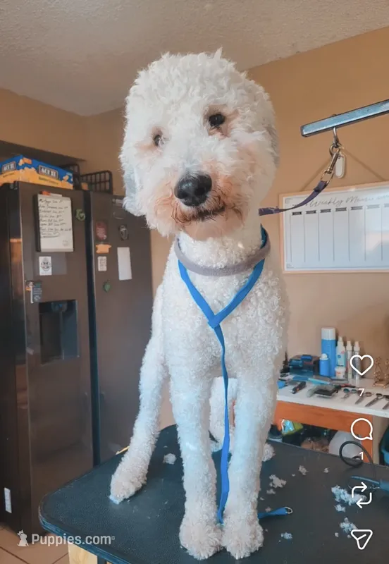 Leo – Poodle - Standard  puppy for sale in Belleview, FL