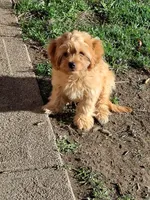 Hunter, a male Cavapoo for sale in Omaha, NE – 6 of 6