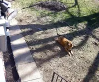 Maizy, a female Golden Retriever for sale in Omaha, NE – Photo 4 of 5