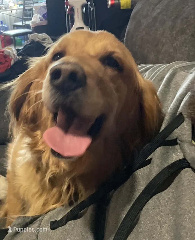 Maizy – Golden Retriever puppy for sale in Omaha, NE