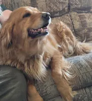 Maizy, a female Golden Retriever for sale in Omaha, NE – Photo 3 of 5