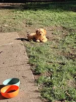 Hunter, a male Cavapoo for sale in Omaha, NE – 4 of 6