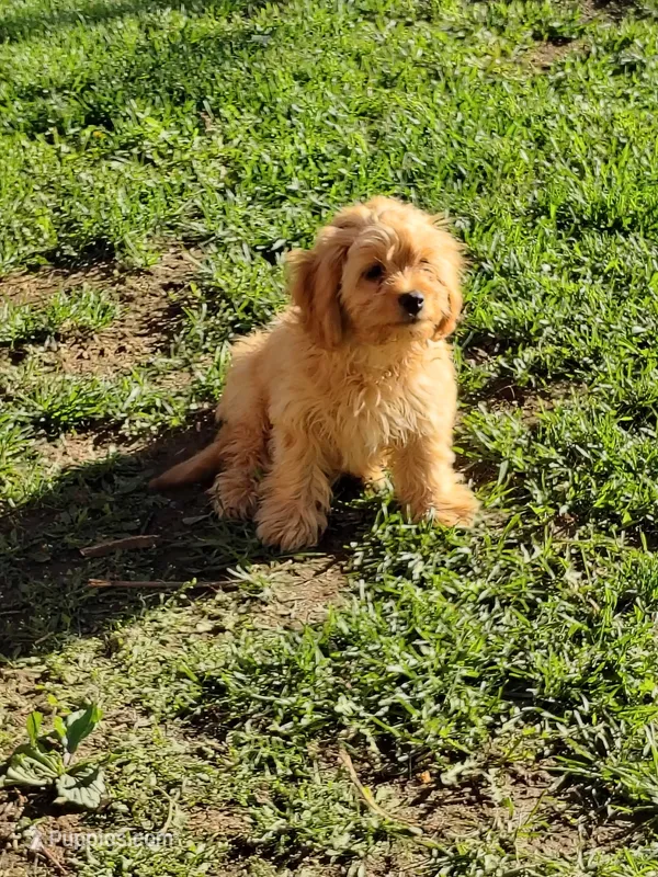 Hunter – Cavapoo puppy for sale in Omaha, NE