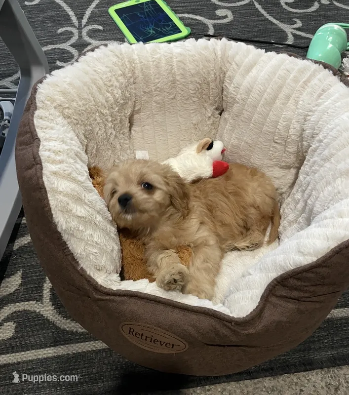 Hunter – Cavapoo puppy for sale in Omaha, NE