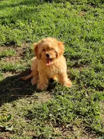 Hunter, a male Cavapoo for sale in Omaha, NE – 2 of 6