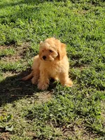 Hunter, a male Cavapoo for sale in Omaha, NE – 3 of 6