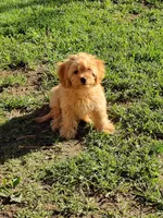 Hunter, a male Cavapoo for sale in Omaha, NE – 5 of 6